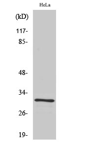 WB - IL-1β Polyclonal Antibody AP70505